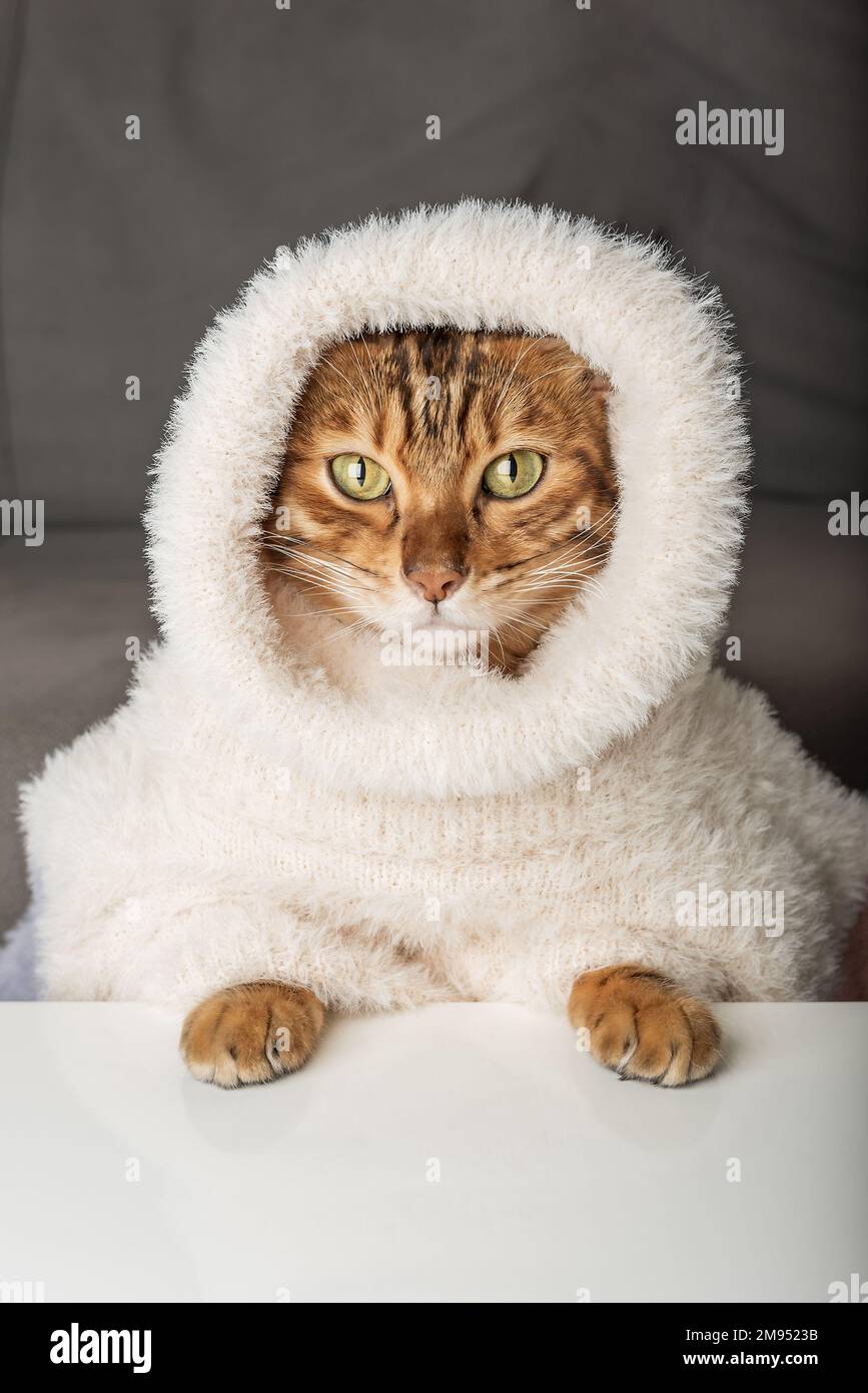 Кот в тёплом свитере